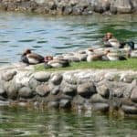 gardasee bild 022
