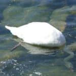 gardasee bild 023
