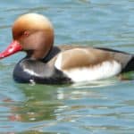 gardasee bild 026