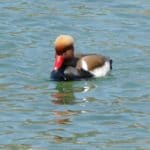 gardasee bild 029