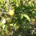 gardasee bild 039