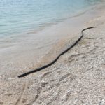 gardasee bild 055
