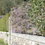 gardasee bild 061