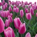 gardasee bild 063