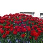 gardasee bild 064