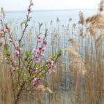 gardasee bild 074