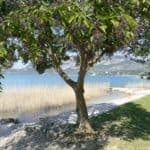 gardasee bild 114