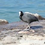 gardasee bild 123