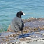 gardasee bild 127
