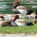 gardasee bild 135