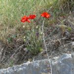 gardasee bild 155