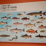 Gardasee 2026 326